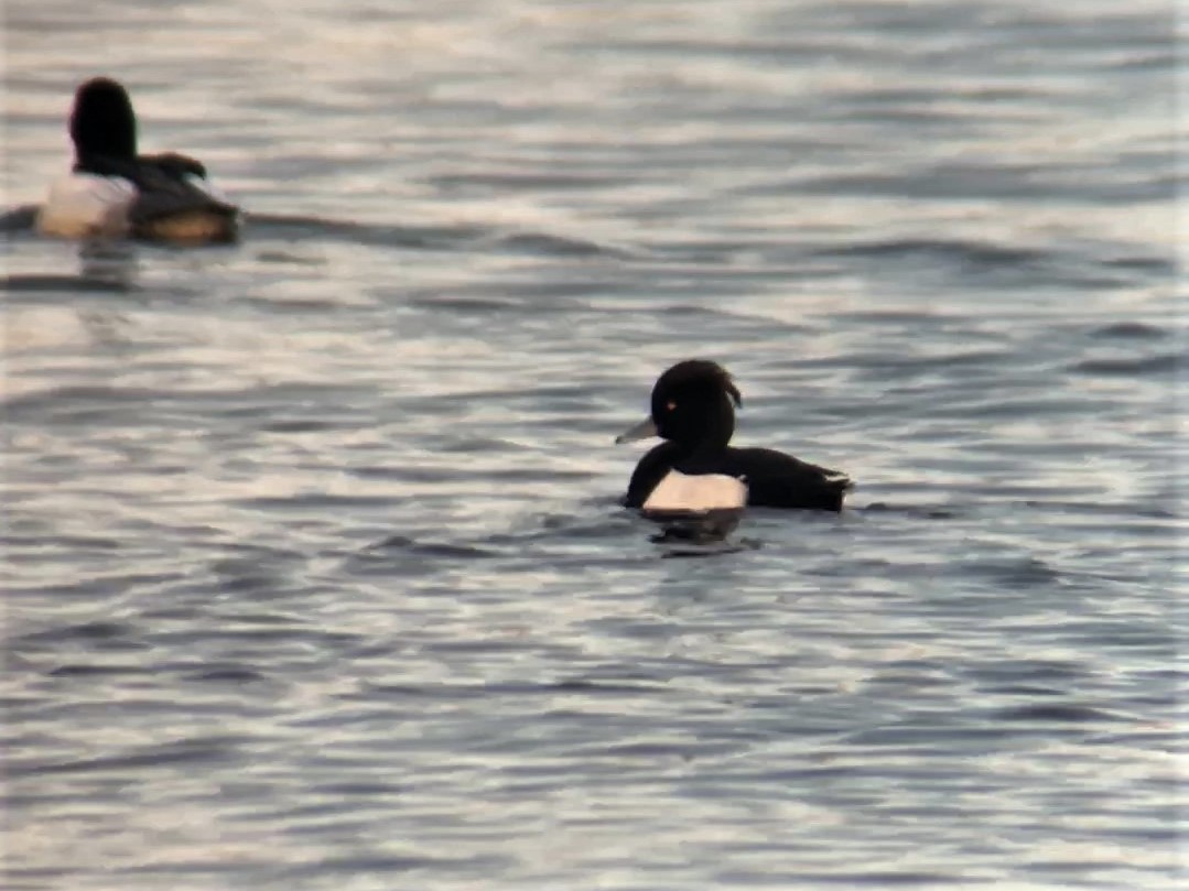 Tufted Duck - ML127363321