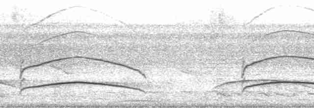 Серогорлая сириста - ML127365