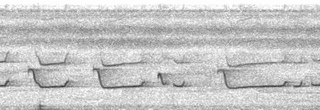 Дереволаз-довгохвіст великий (підвид longicauda) - ML127366