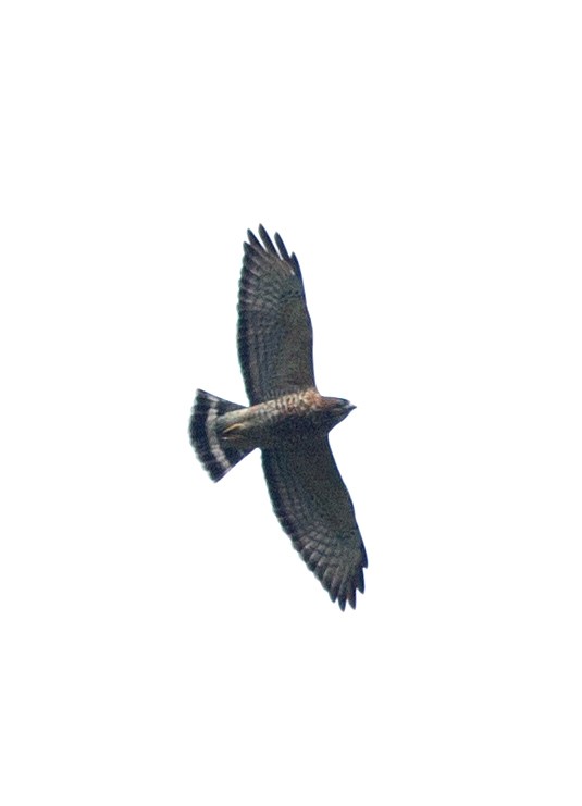 Broad-winged Hawk - ML127371491