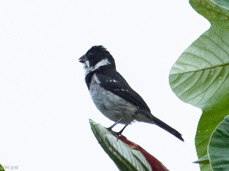 Wing-barred Seedeater (Caqueta) - T I