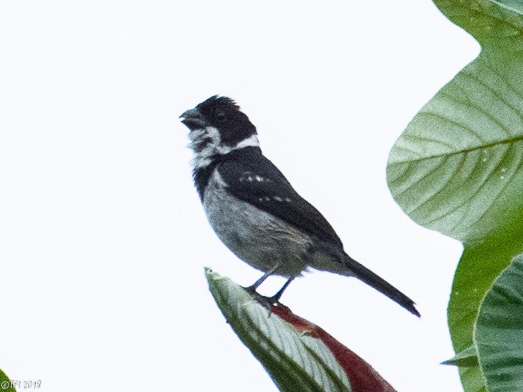 Wing-barred Seedeater (Caqueta) - ML127377061