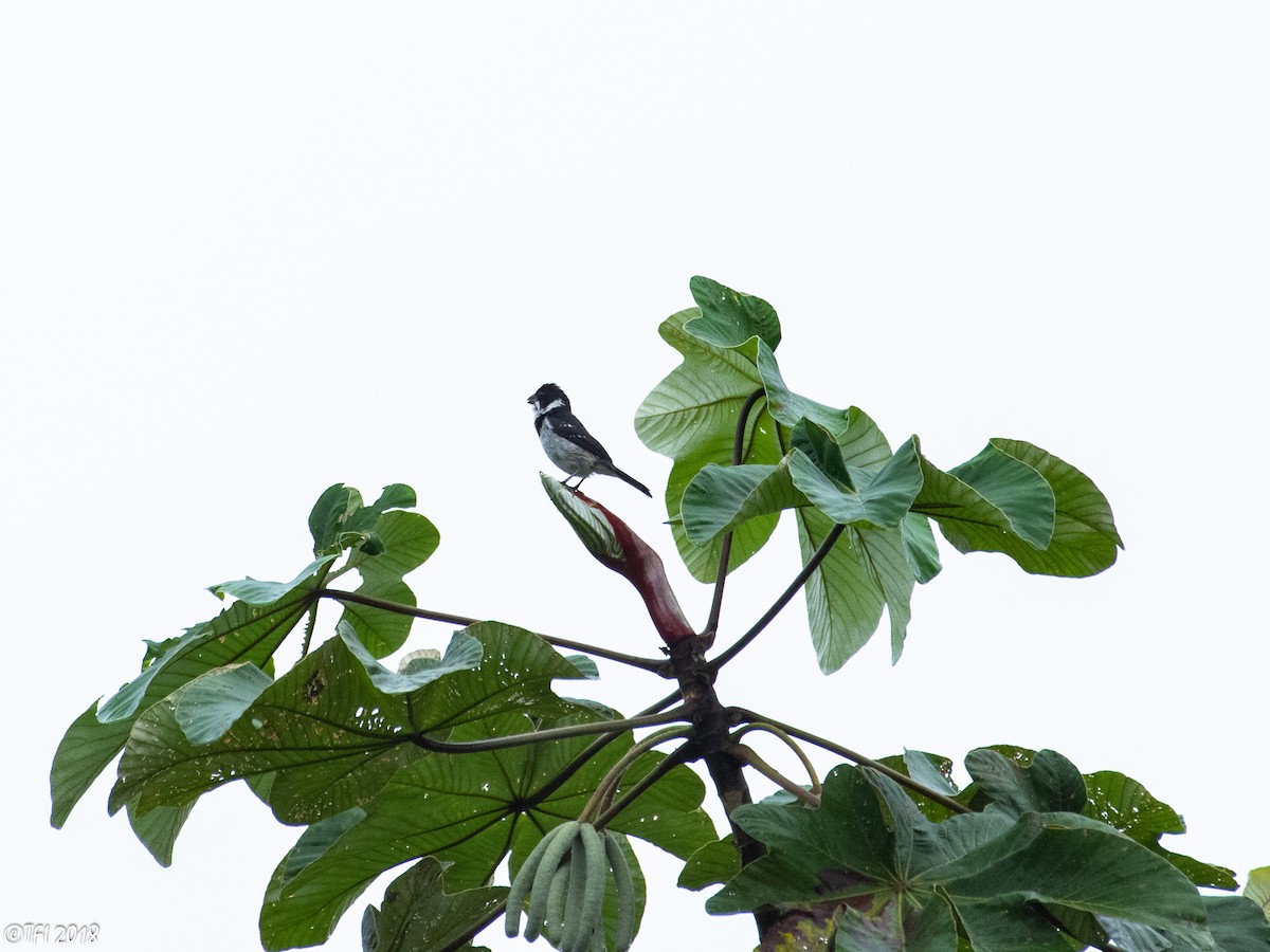 Wing-barred Seedeater (Caqueta) - T I