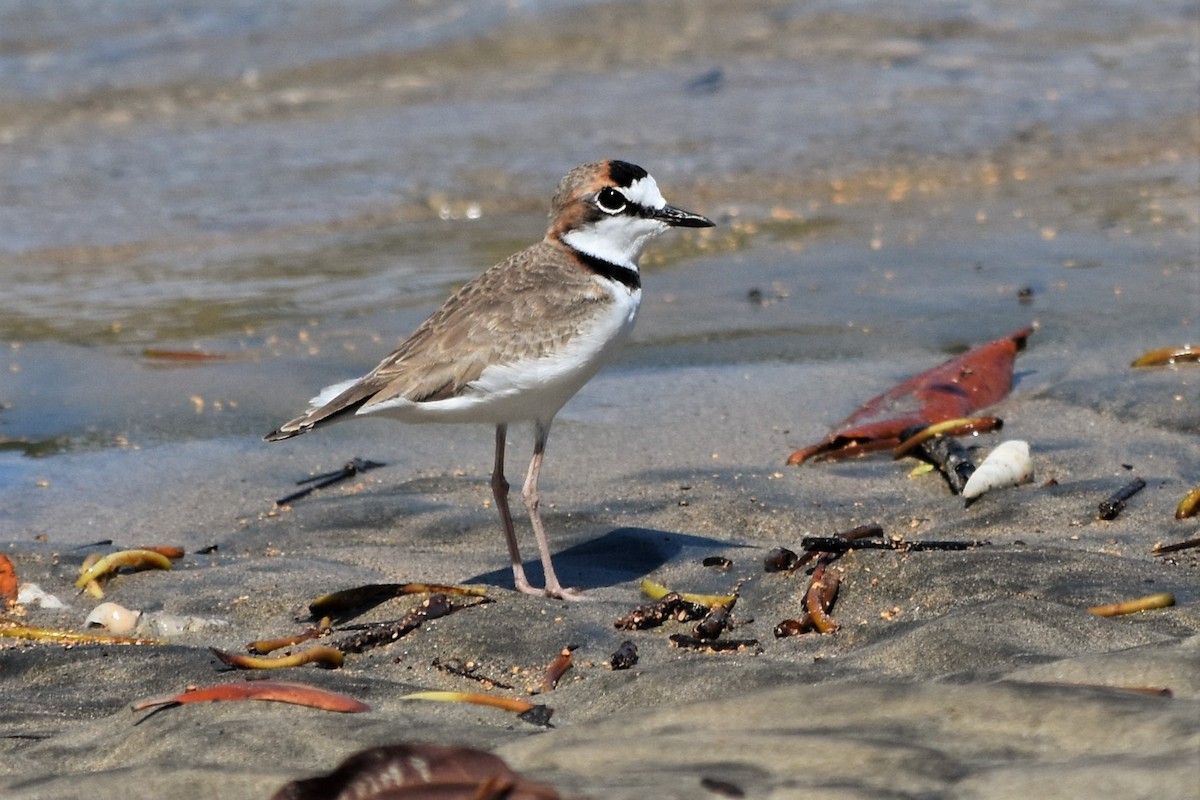 Collared Plover - ML127379601