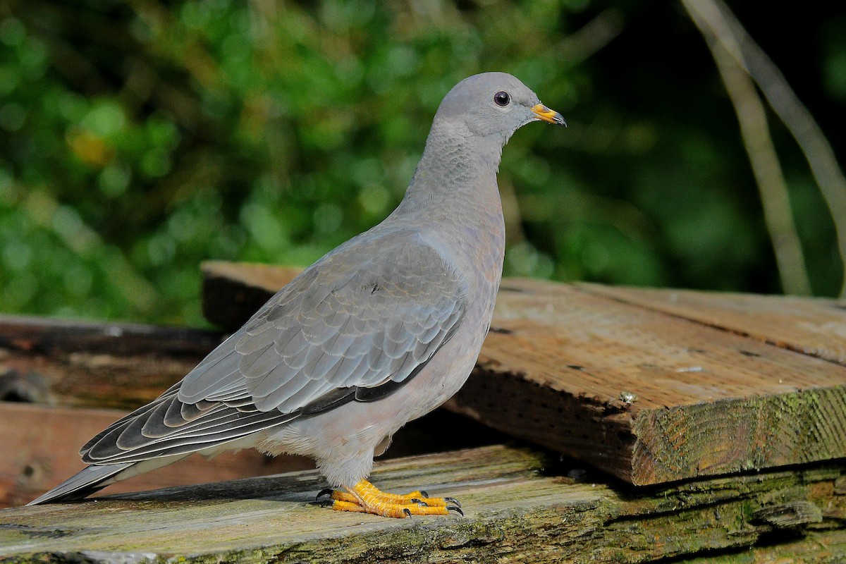 Band-tailed Pigeon - Grace Oliver