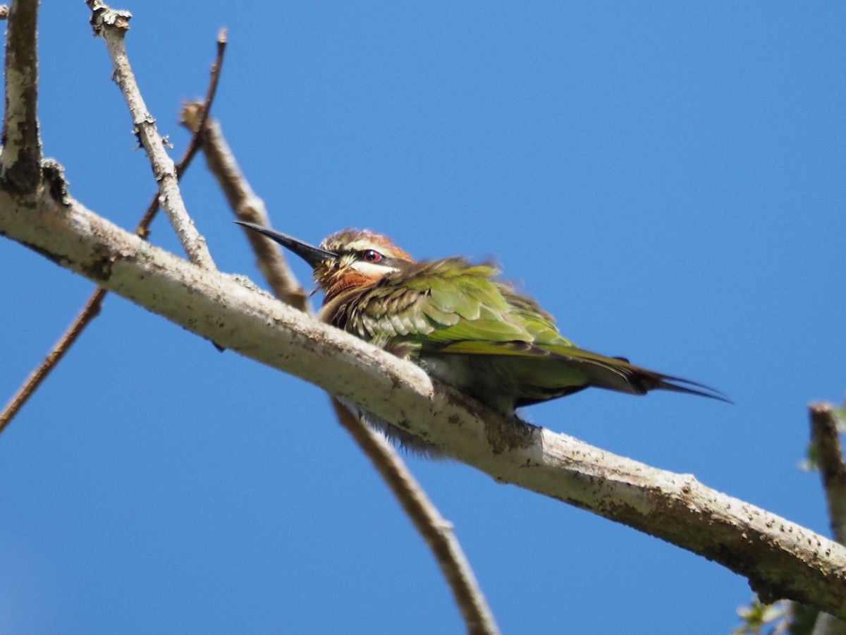 Madagascar Bee-eater - Kelly Siderio