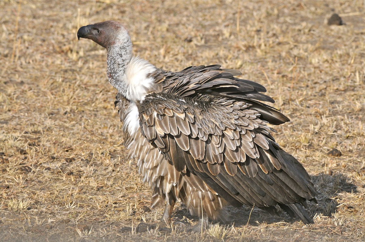 White-backed Vulture - Gerald Friesen