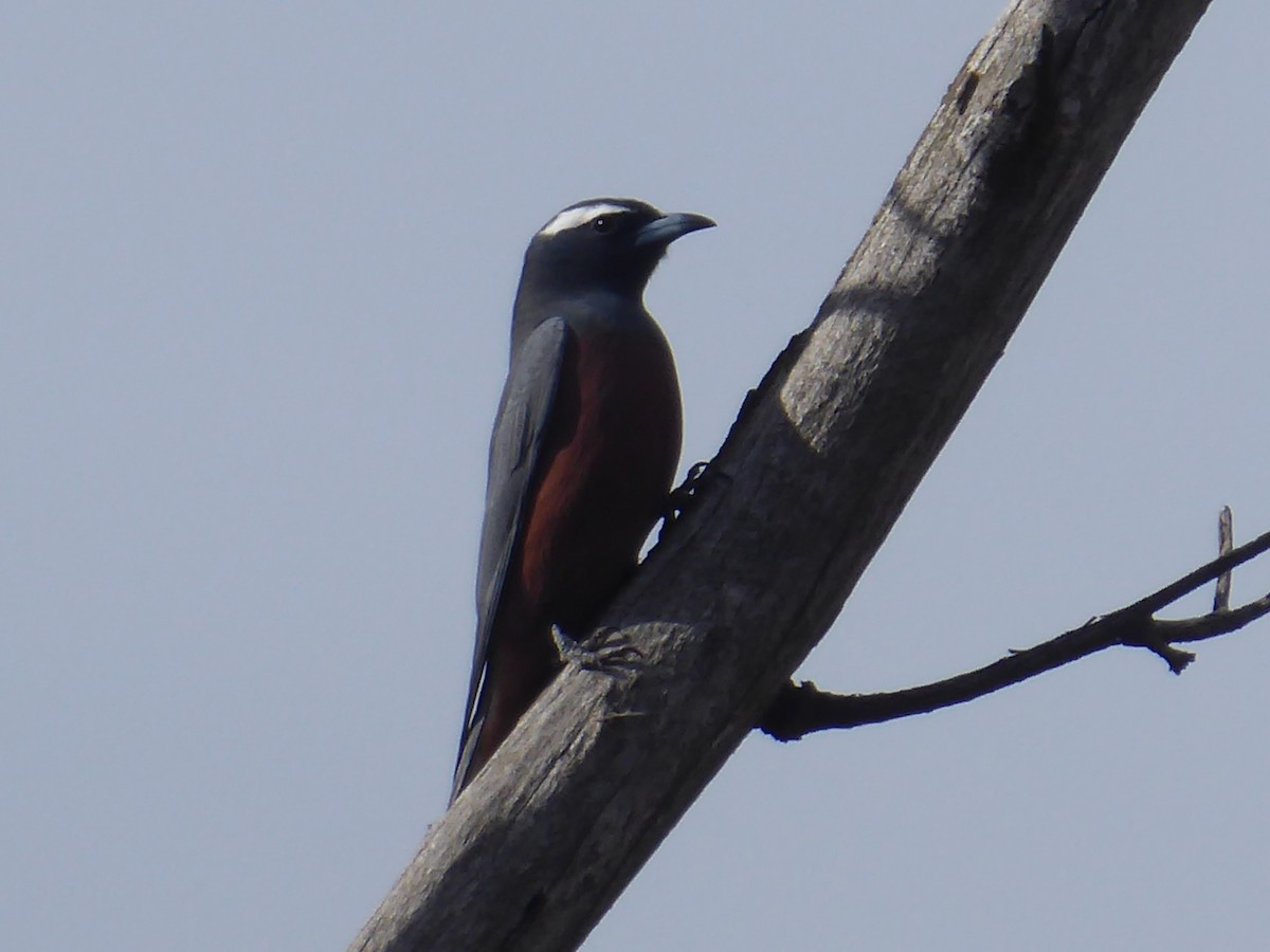White-browed Woodswallow - ML127385541