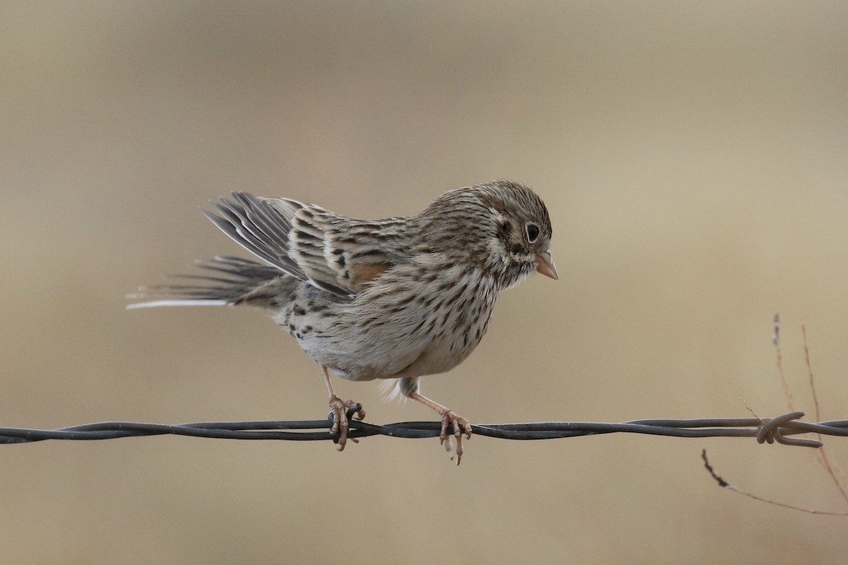 Vesper Sparrow - Russ Morgan