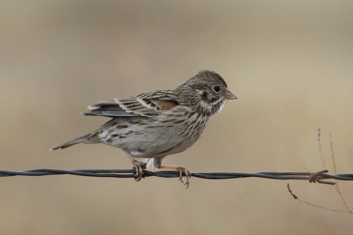 Vesper Sparrow - Russ Morgan