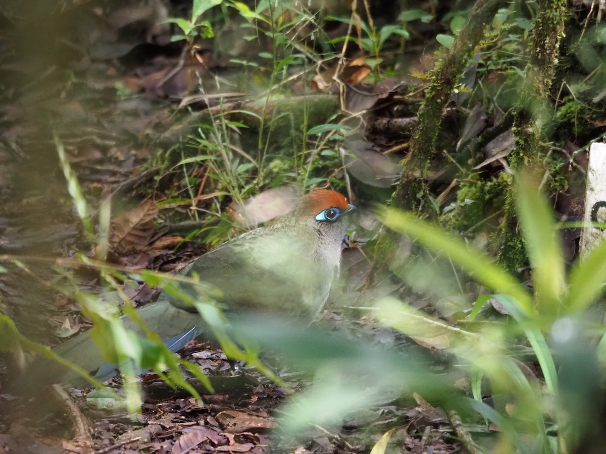 Red-fronted Coua - ML127386111
