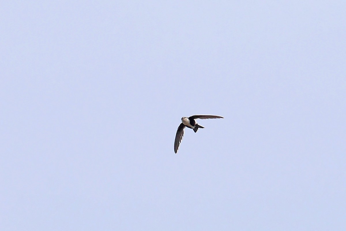 White-throated Swift - Grace Oliver