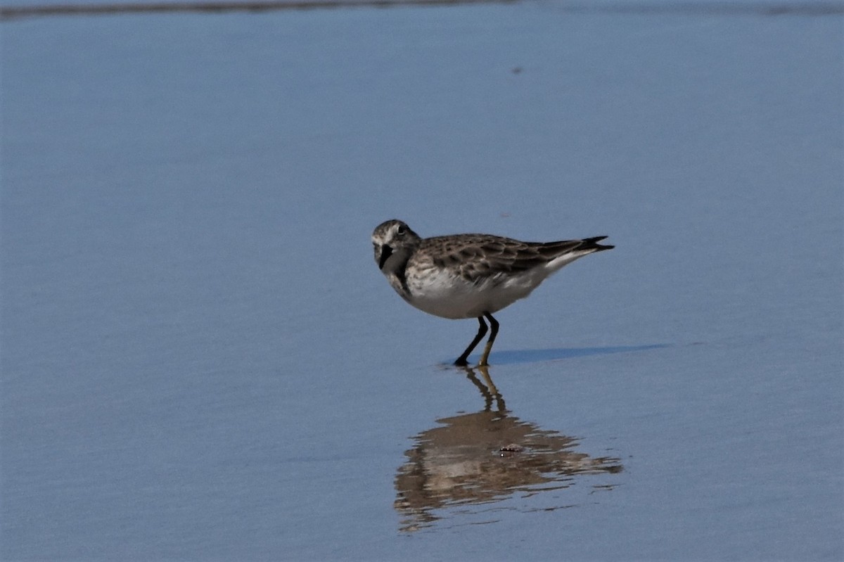 Semipalmated Sandpiper - Sandy Bowie