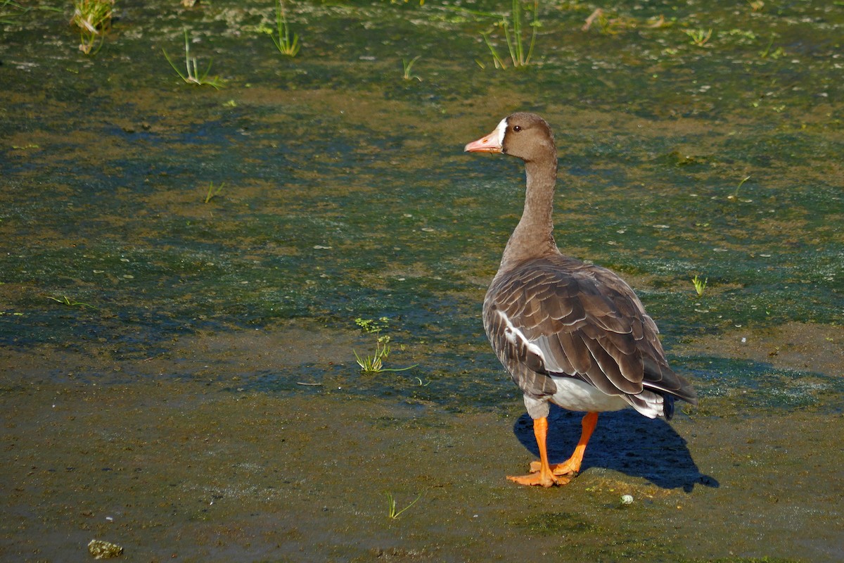 Greater White-fronted Goose - Grace Oliver