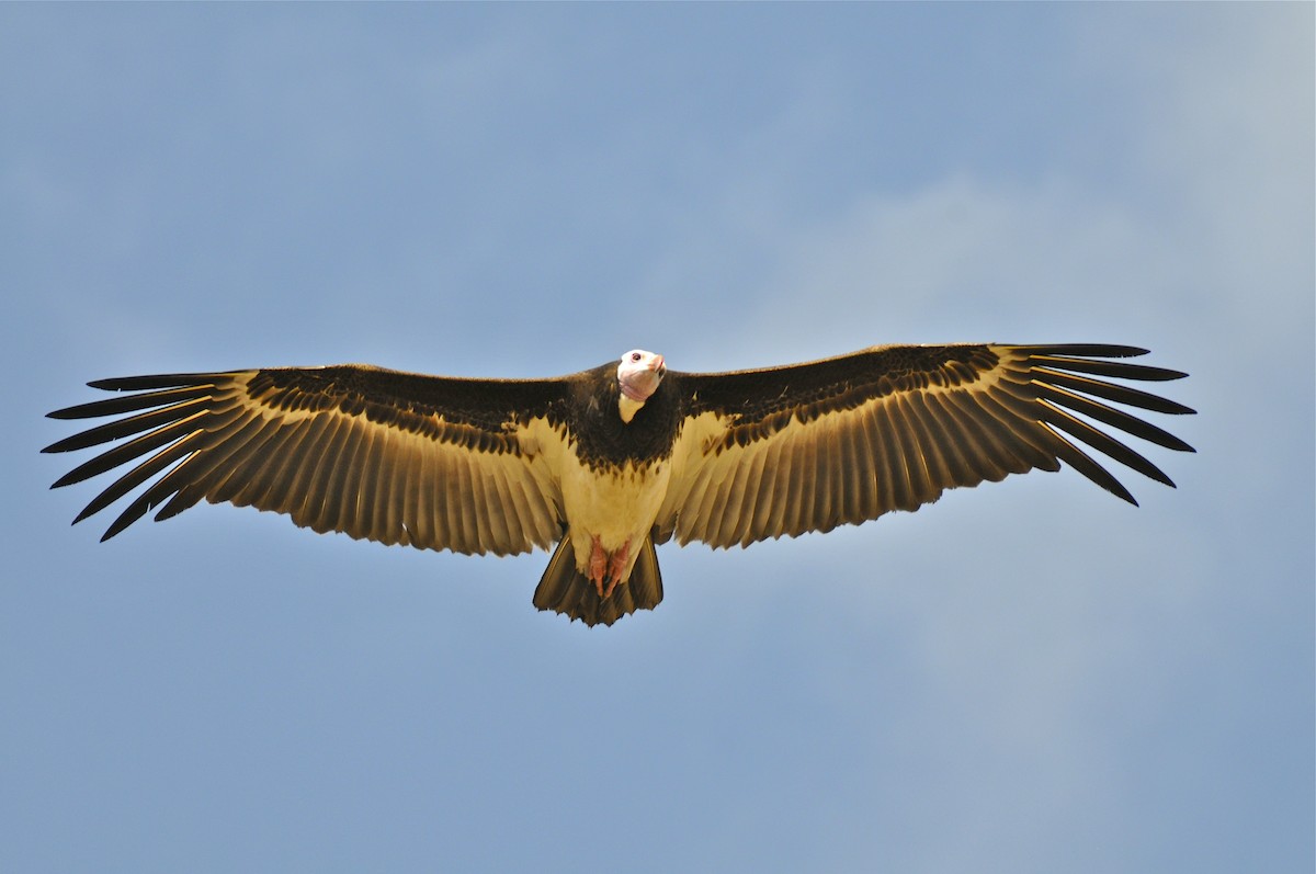White-headed Vulture - Gerald Friesen
