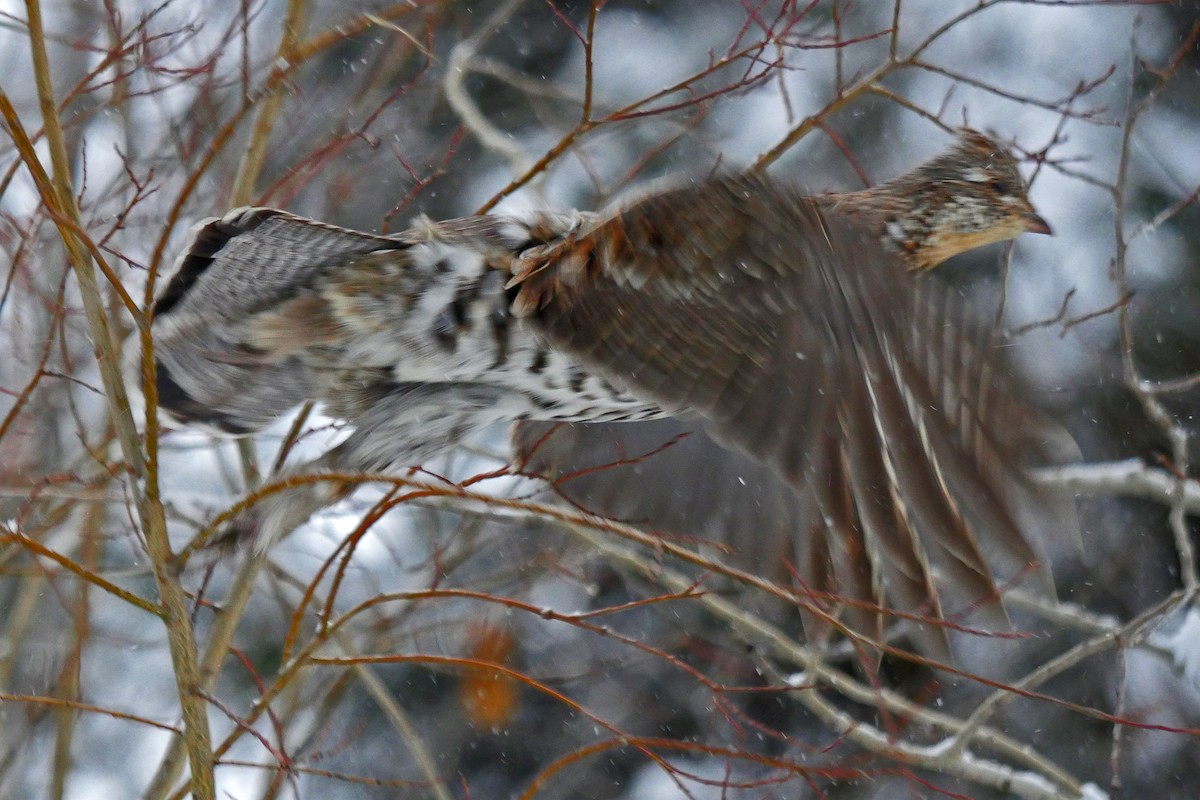 Ruffed Grouse - Grace Oliver