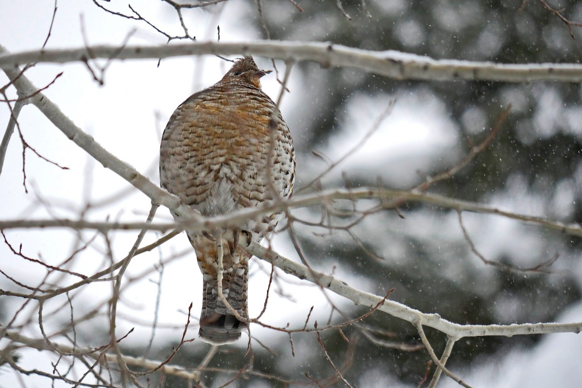 Ruffed Grouse - Grace Oliver