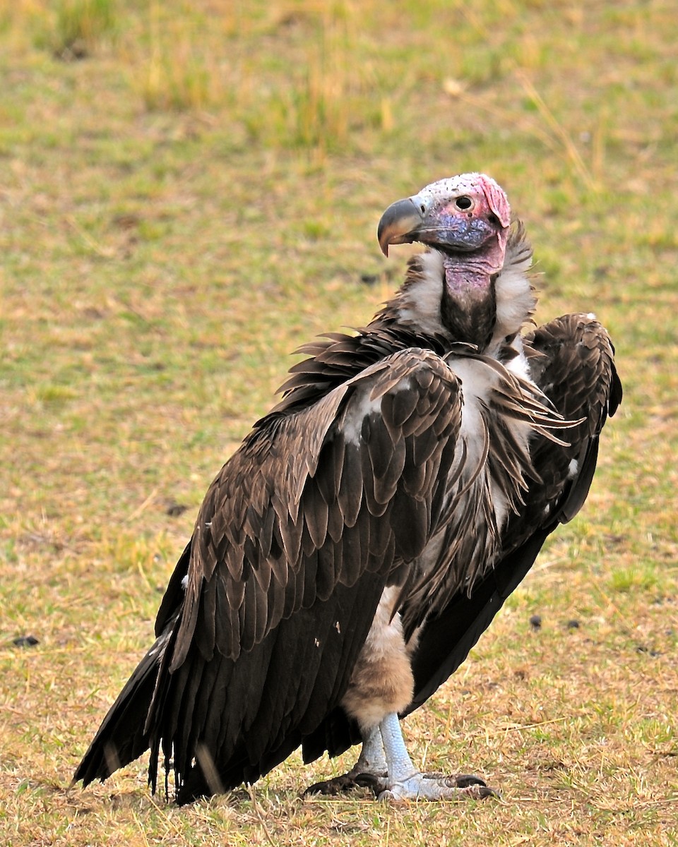 Lappet-faced Vulture - Gerald Friesen