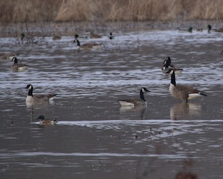 Canada Goose, ML127394991