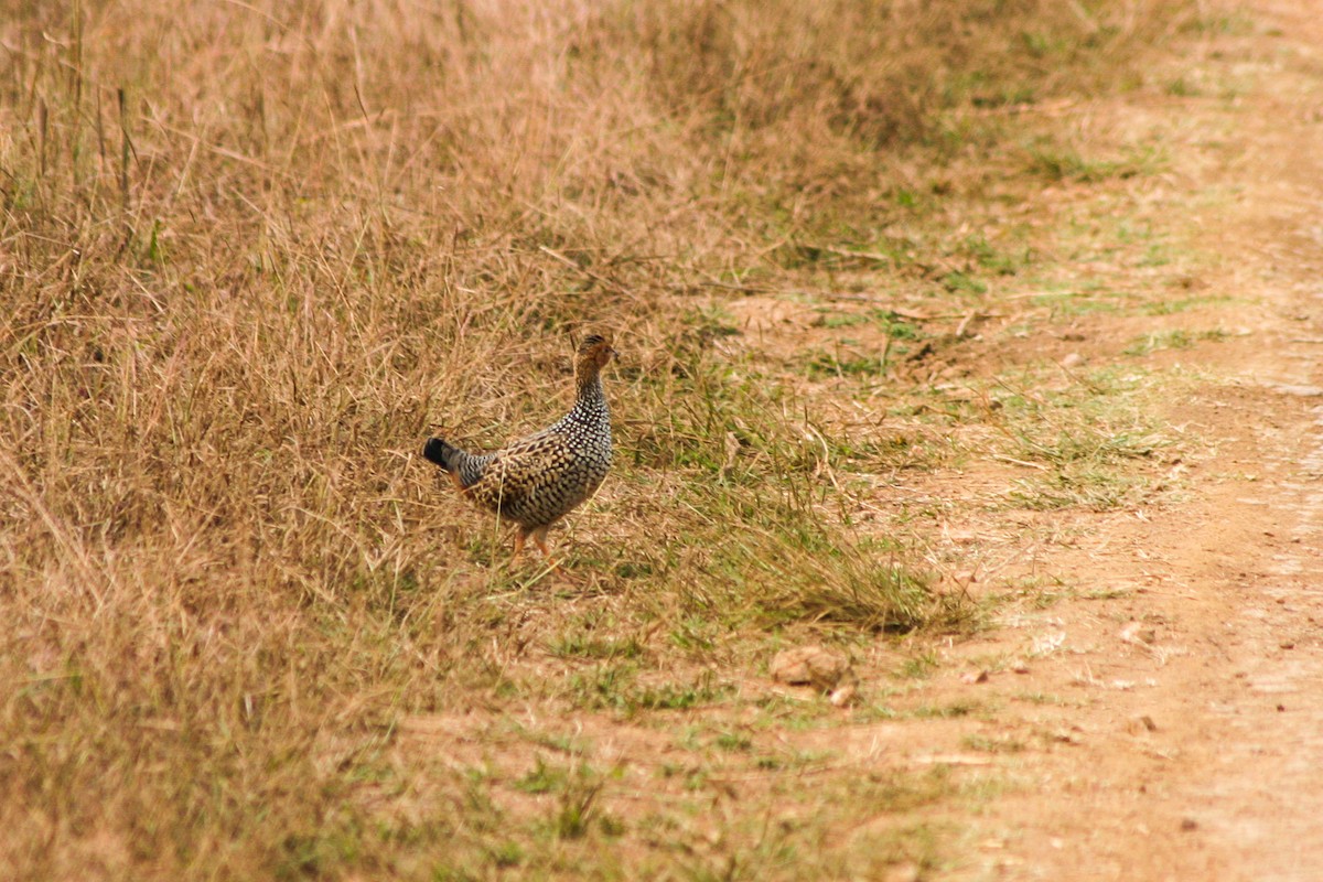 Painted Francolin - ML127395541