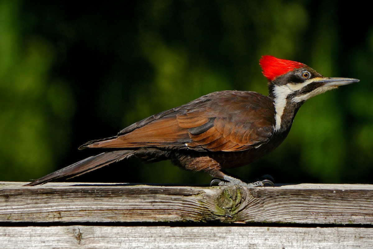 Pileated Woodpecker - Grace Oliver
