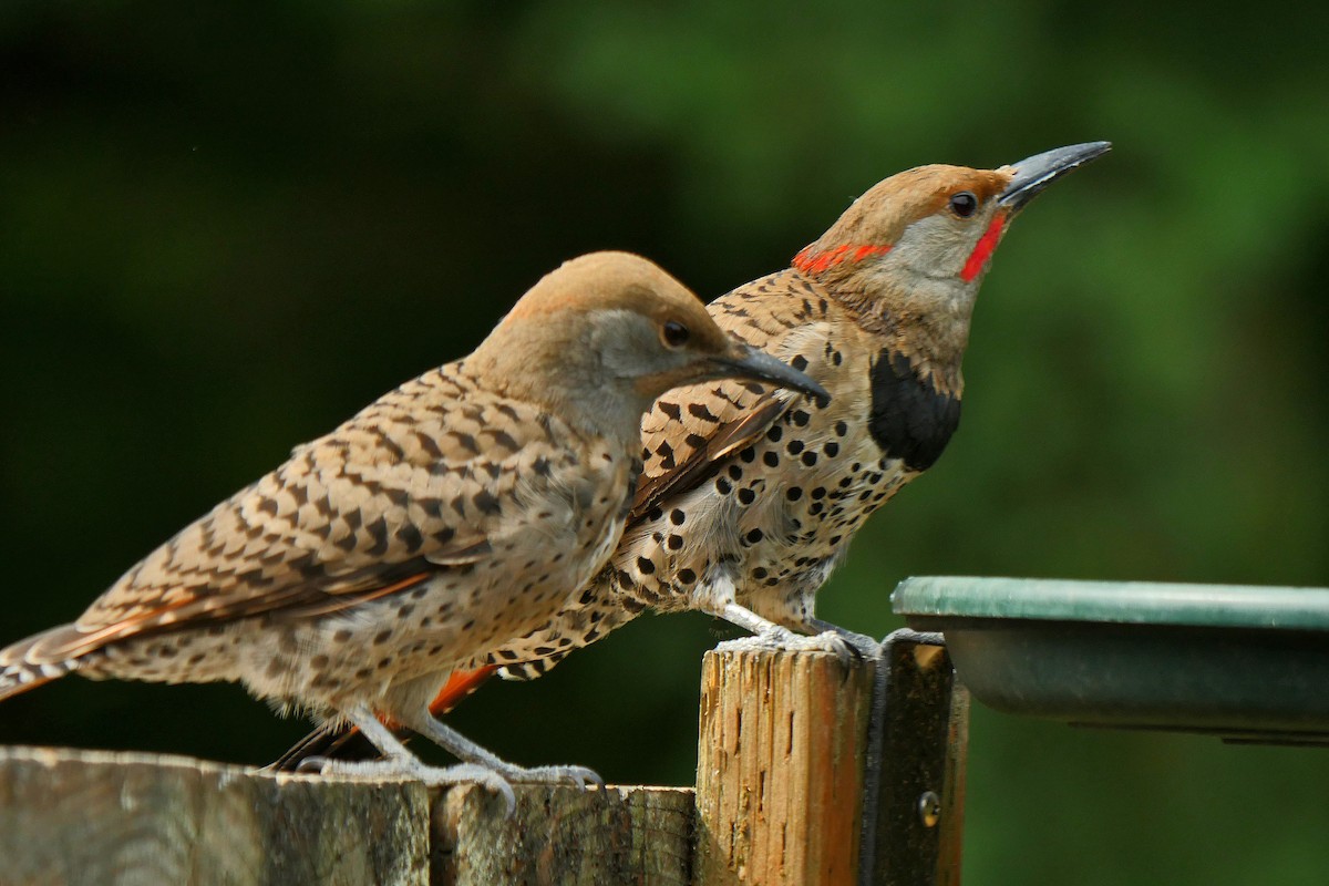 Northern Flicker (Yellow-shafted x Red-shafted) - ML127399721