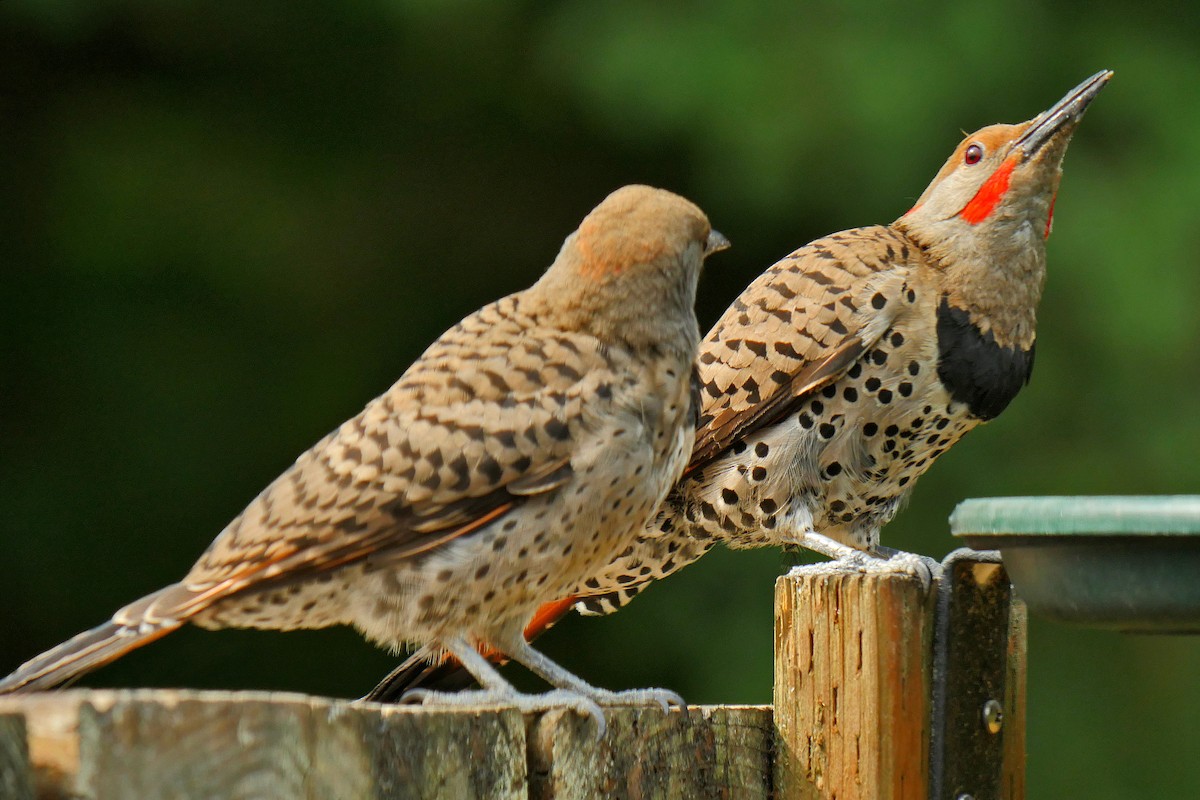 Northern Flicker (Yellow-shafted x Red-shafted) - ML127399731