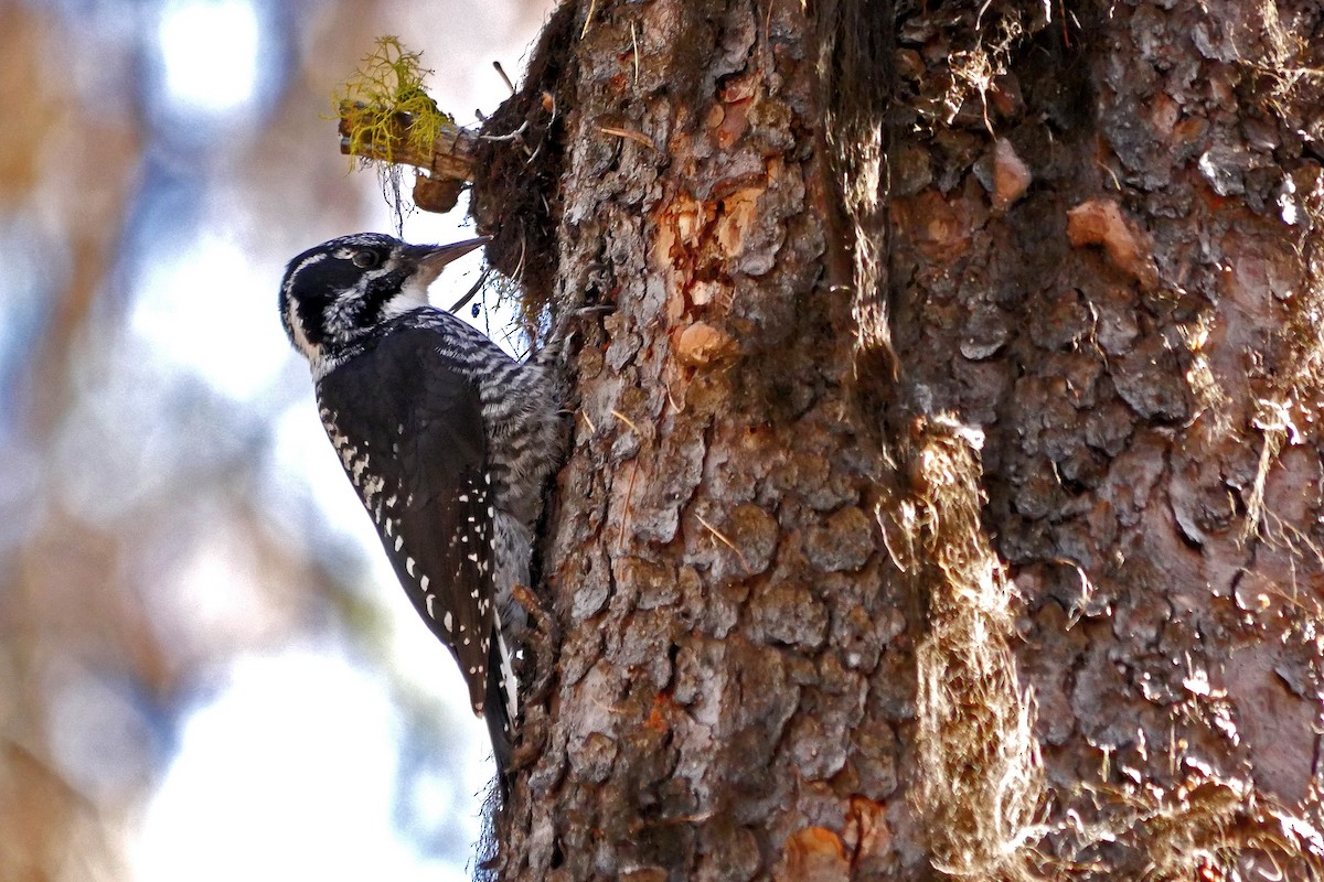 American Three-toed Woodpecker - Grace Oliver