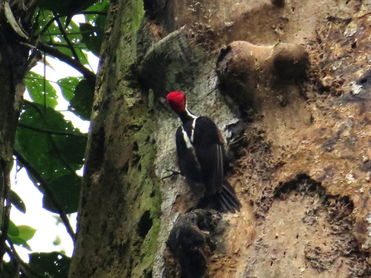 Guayaquil Woodpecker - WS Barbour
