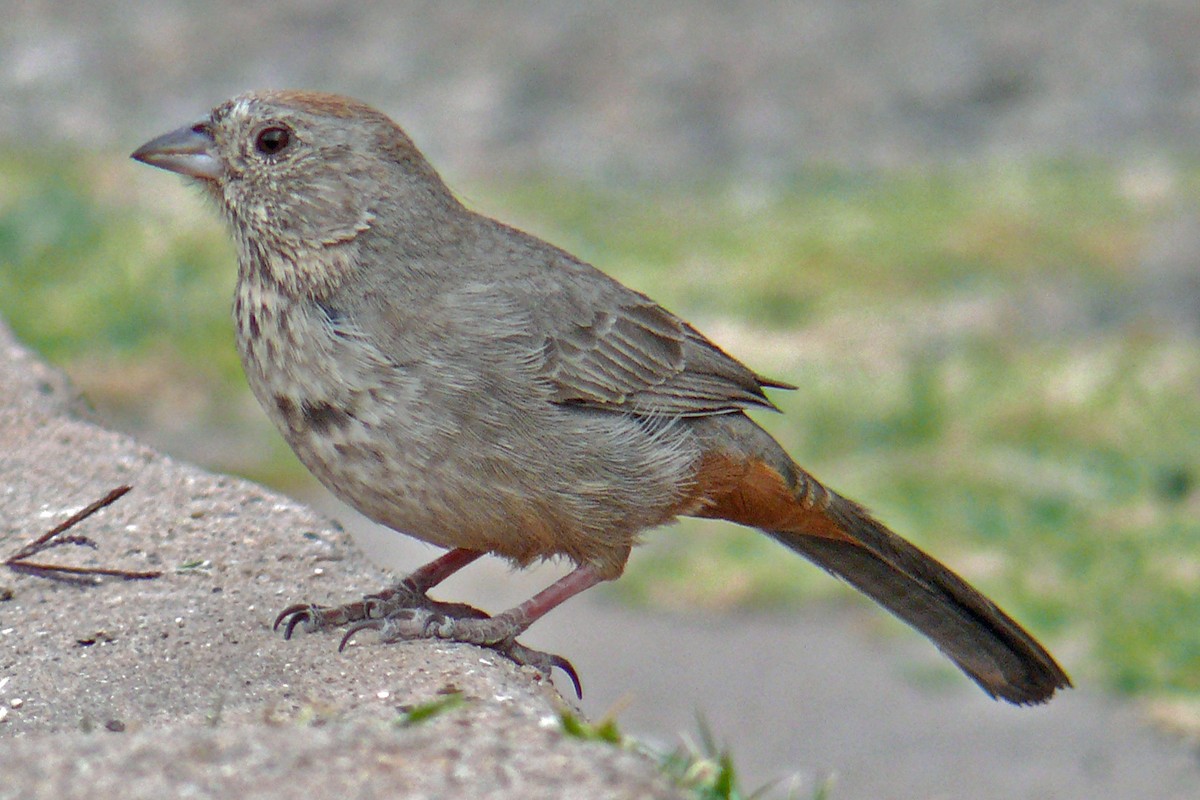 Canyon Towhee - Grace Oliver
