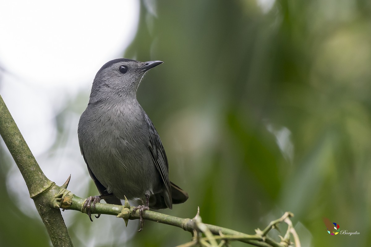 Gray Catbird - fernando Burgalin Sequeria