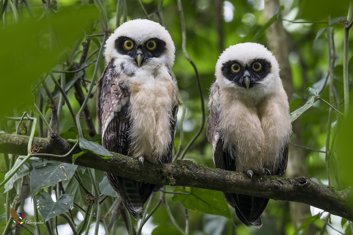 Spectacled Owl - ML127404911