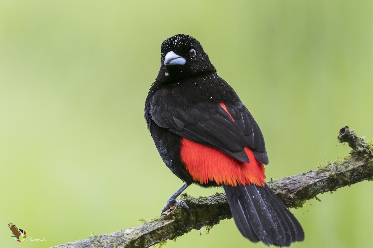 Scarlet-rumped Tanager - ML127405031