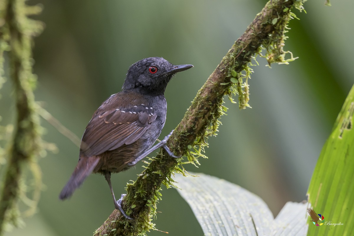 Dull-mantled Antbird - fernando Burgalin Sequeria