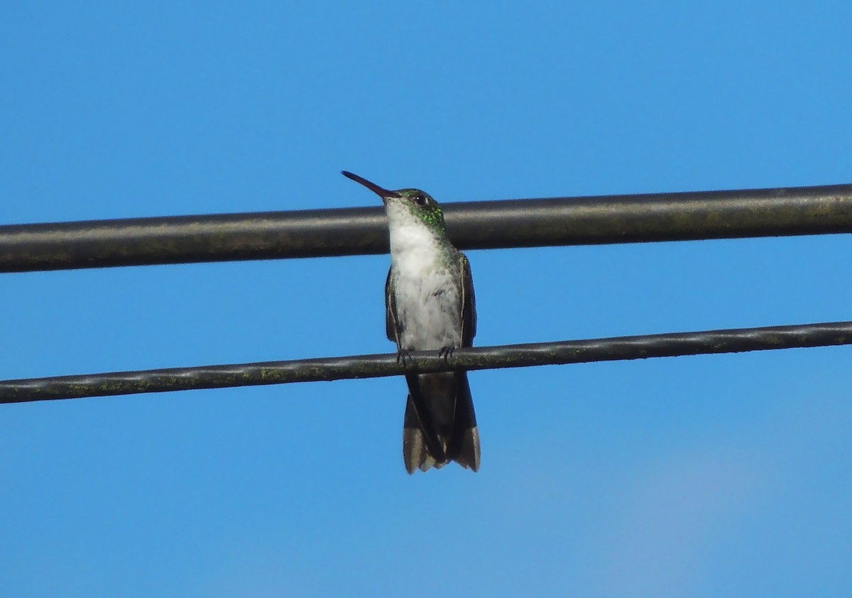 Green-and-white Hummingbird - Jorge Tiravanti