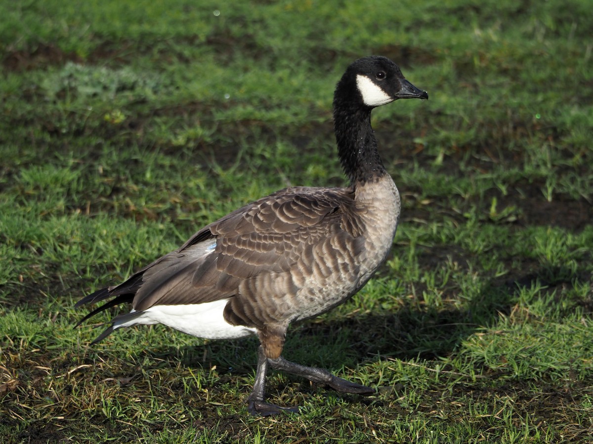 Cackling Goose (Taverner's) - Scott Ramos