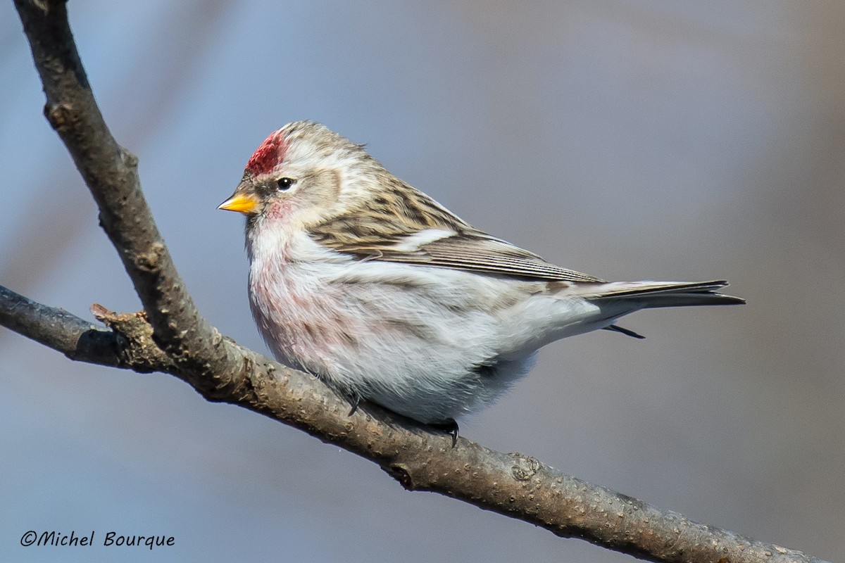 Hoary Redpoll (exilipes) - Michel Bourque
