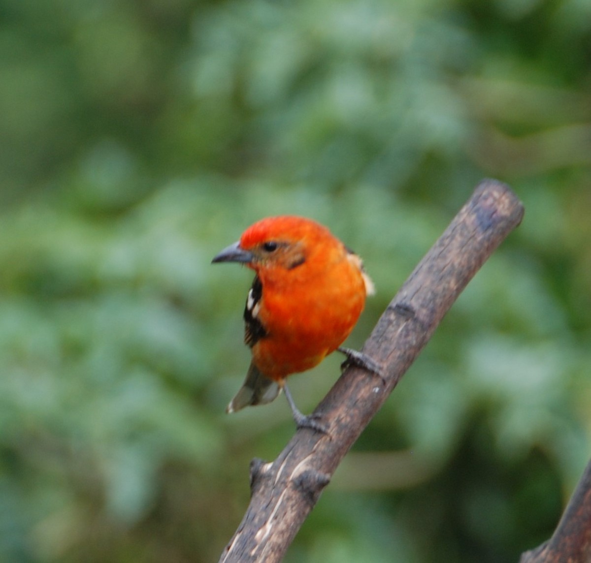 Flame-colored Tanager - Phyllis Weintraub