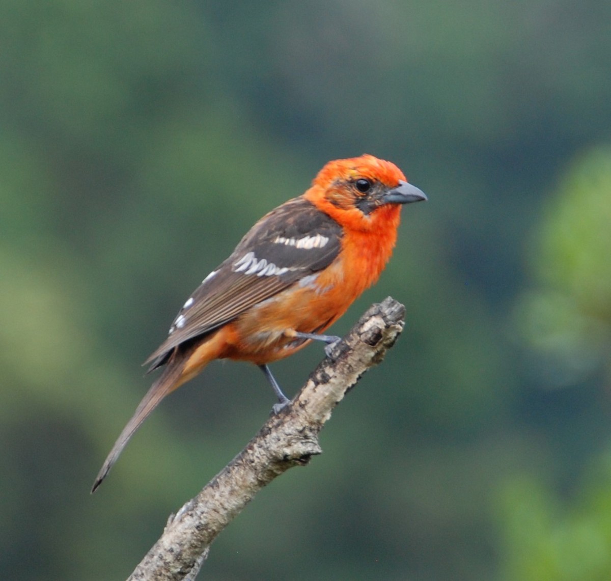Flame-colored Tanager - Phyllis Weintraub