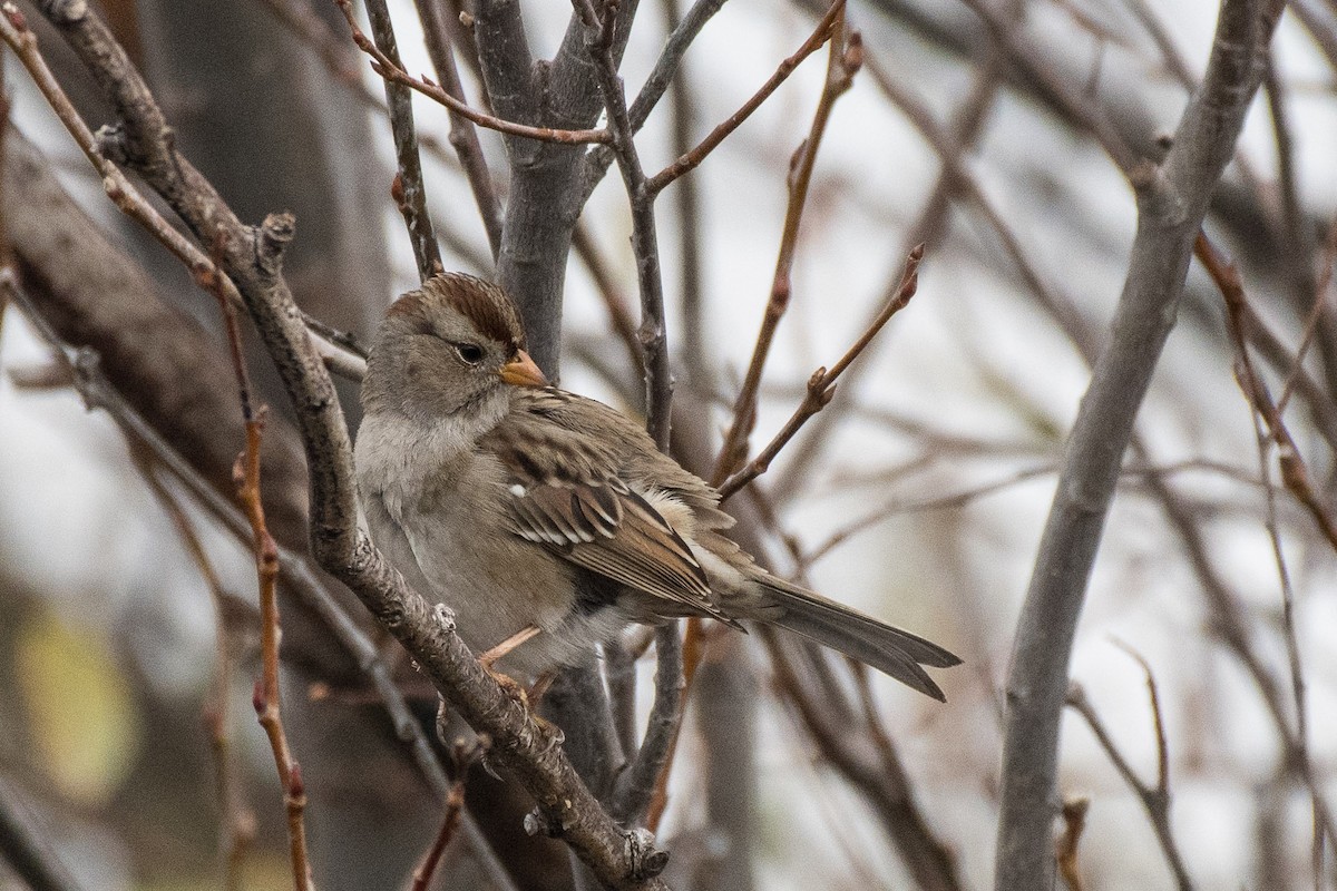 White-crowned Sparrow - ML127416981