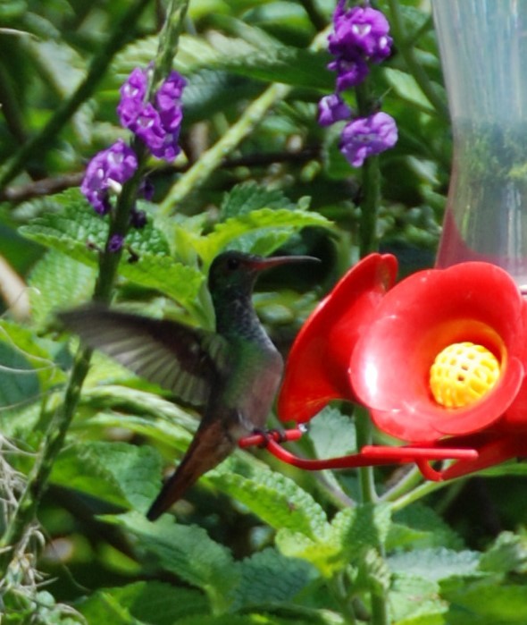 Rufous-tailed Hummingbird - Phyllis Weintraub