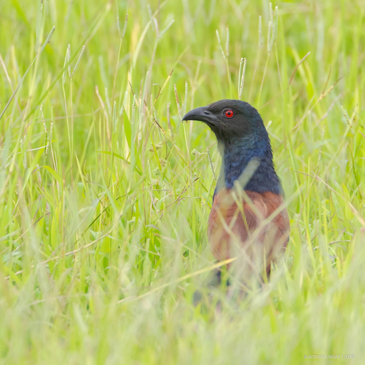 Greater Coucal - Adithya Bhat