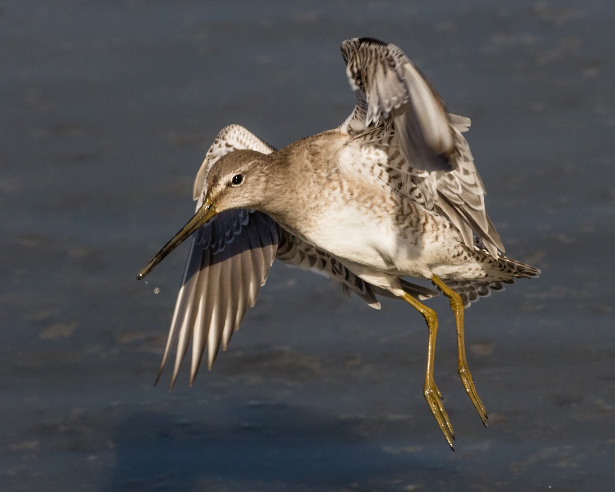 Long-billed Dowitcher - ML127420971