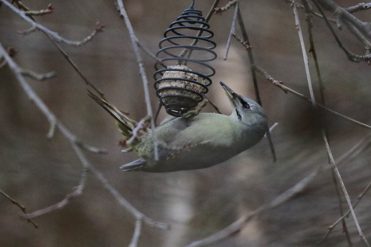 Gray-headed Woodpecker - Thomas Doebel