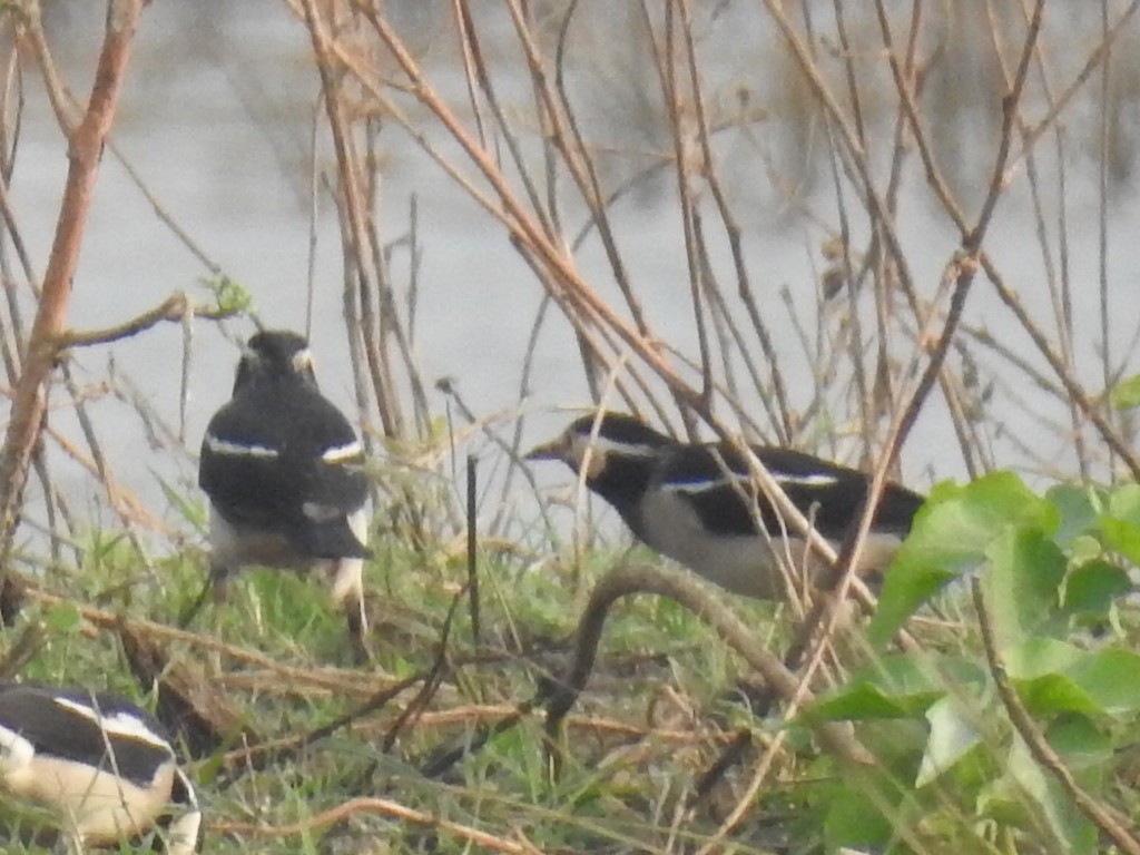 Indian Pied Starling - ML127422301