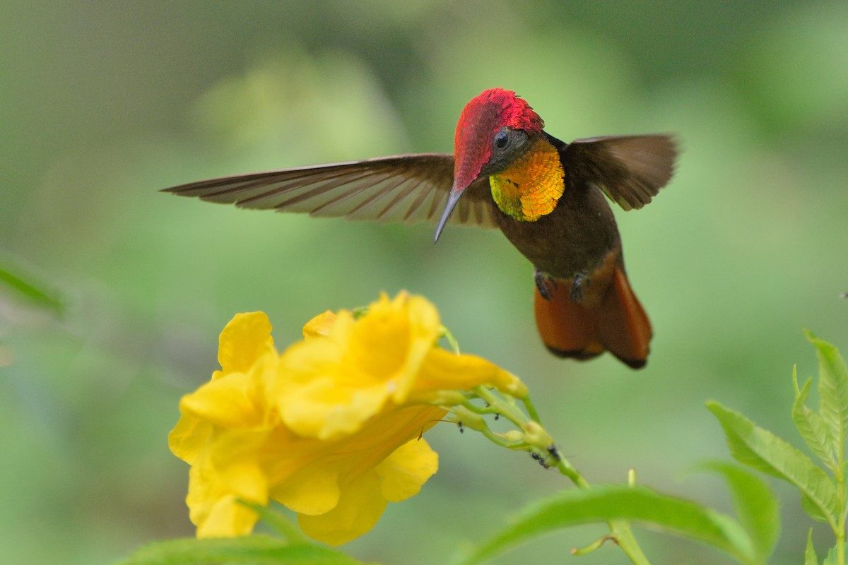 kolibřík červenohlavý - ML127423551