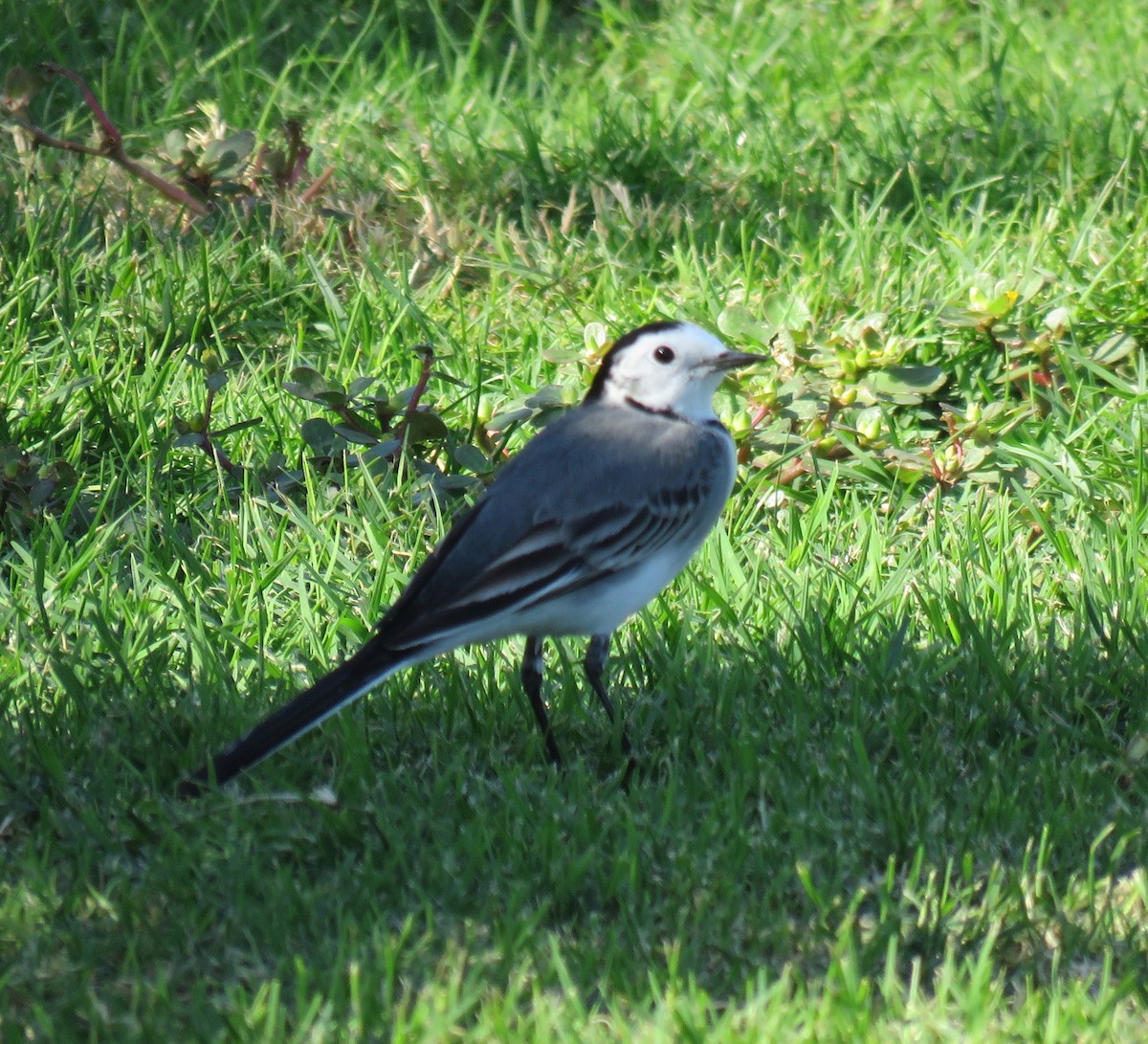 White Wagtail - Brian James
