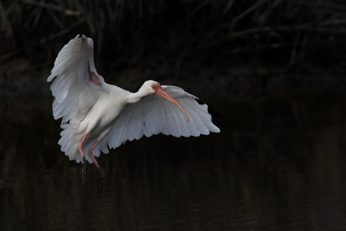 White Ibis - William Hearn