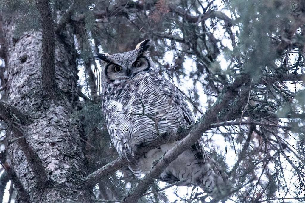 Great Horned Owl - ML127432281