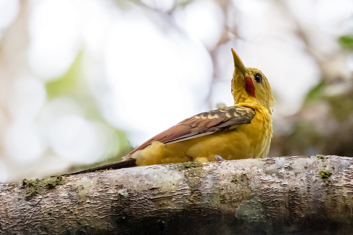 Cream-colored Woodpecker - Renato Espinosa